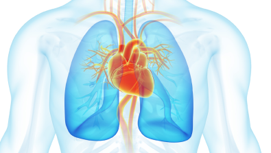 Lung cancer and heart attack screening