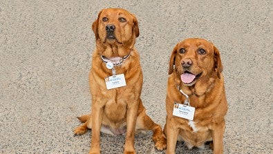 Clancy and Tug - Therapy Dogs 