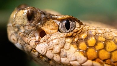 We can thank snakes, and other creatures such as scorpions and snails, for some life-changing and lifesaving drugs. 