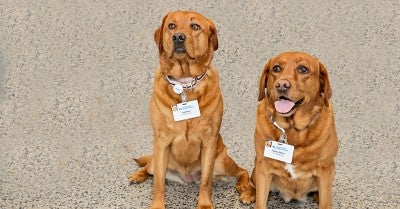 Clancy and Tug - Therapy Dogs 