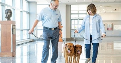 Clancy and Tug - Therapy Dogs 