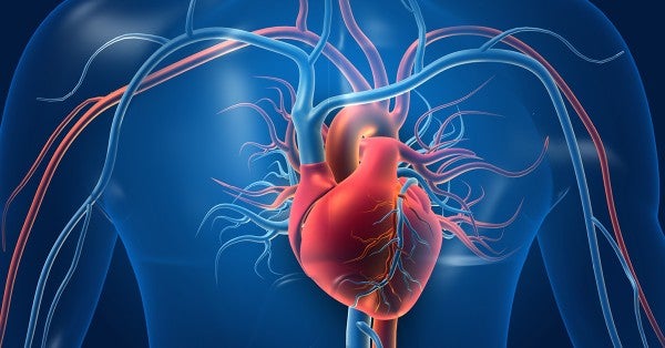 Circulatory Health 